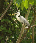 Ardea cocoi (Cocoi Heron, Cocoihejre)