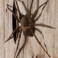 Ctenidae (Wandering spider)