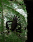 Insecta (insekter)
