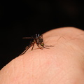 Colombia_2009_insekter_0037.jpg