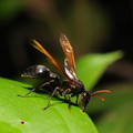 Colombia_2009_insekter_0040.jpg