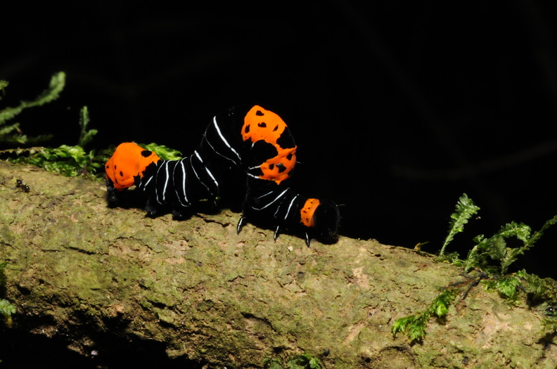 Colombia_2009_insekter_0056.jpg