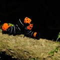 Colombia_2009_insekter_0056.jpg