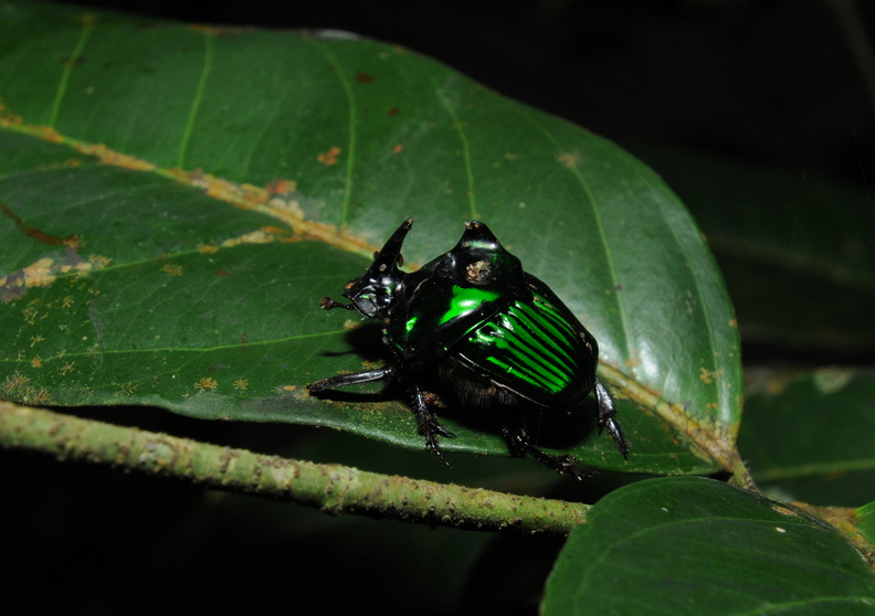 Colombia_2009_insekter_0062.jpg