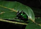 Coleoptera (Biller)