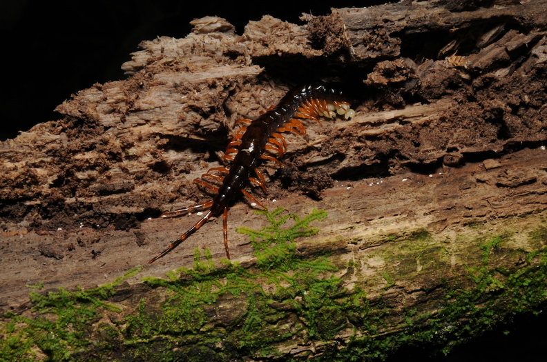Colombia_2009_insekter_0064.jpg