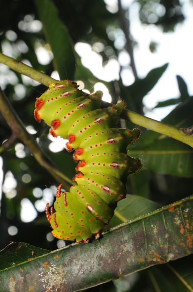 Colombia_2009_insekter_0105.jpg