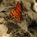 Lepidoptera (Sommerfugle)