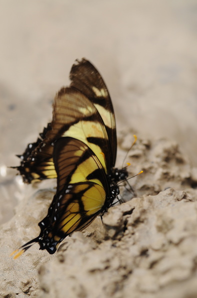 Colombia_2009_sommerfugle_Eurytides_dolicaon_Dolicaon_Kite_Swallowtail_006.jpg
