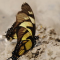 Eurytides dolicaon (Dolicaon Kite Swallowtail)