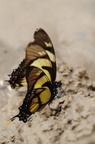 Eurytides dolicaon (Dolicaon Kite Swallowtail)