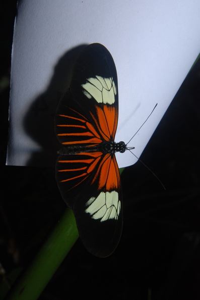 Colombia_2009_sommerfugle_Heliconius_sp_Longwing_003.jpg