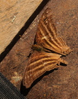 Marpesia chiron (Many-banded Daggerwing)