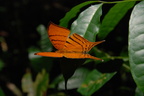 Marpesia tutelina (Tutelina Daggerwing)