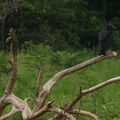 Coragyps atratus (Black Vulture; Ravnegrib)