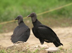 Coragyps atratus (Black Vulture; Ravnegrib)