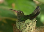 Kolibri sp (evt Amazilia Fimbriata (Glittering-throated Emerald)