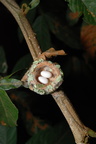 Kolibri sp (evt Amazilia Fimbriata (Glittering-throated Emerald)