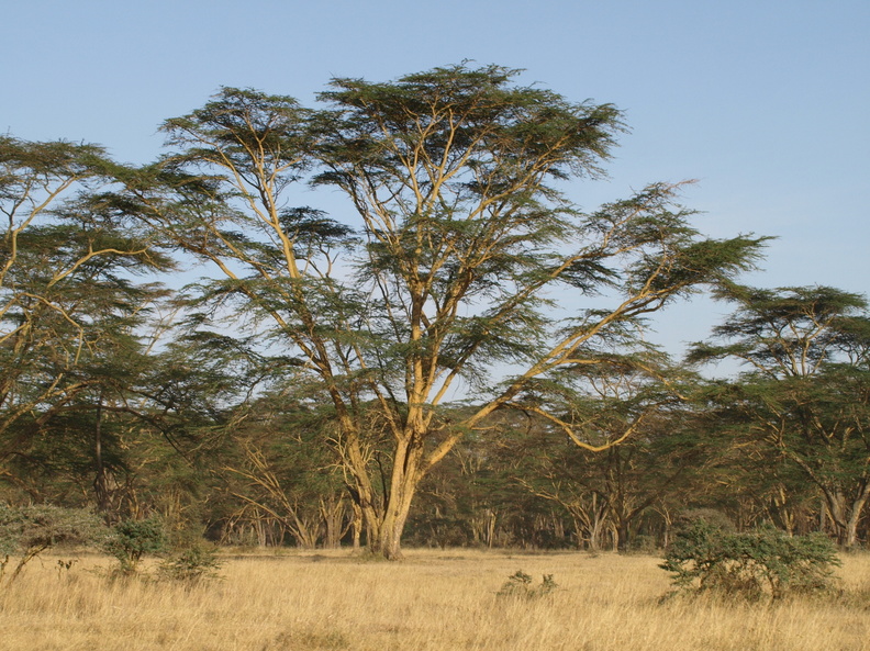 Acacia_sp__Akacie_26012011_Lake_Nakuru_Nationalpark_Kenya_001.JPG