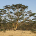 Acacia sp. (Akacie)