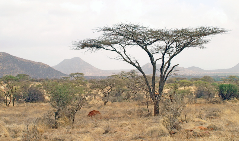 Acacia_tortilis_Paraplytrae__Skaermakacia_01242011_Samburu_nationalpark_Kenya_002-1282897614.JPG