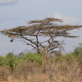 Acacia tortilis (Paraplytræ, Skærmakacia)