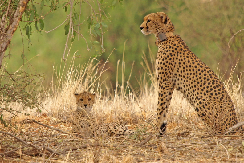 Acinonyx_jubatus_Cheetah__Gepard_01232011_Samburu_nationalpark_Kenya_008.JPG