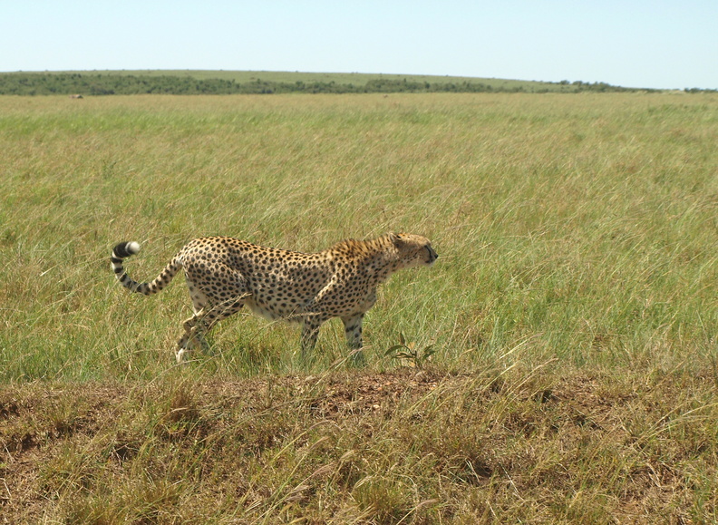 Acinonyx_jubatus_Cheetah__Gepard_28012011_Masai_Mara_Nationalpark_Kenya_256.JPG