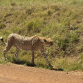 Acinonyx jubatus (Cheetah, Gepard)