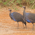 Acryllium_vulturinum_Vulturine_Guineafowl__Gribbeperlehoene_01232011_Samburu_nationalpark_Kenya_002.JPG