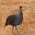 Acryllium_vulturinum_Vulturine_Guineafowl__Gribbeperlehoene_01242011_Samburu_nationalpark_Kenya_009.JPG