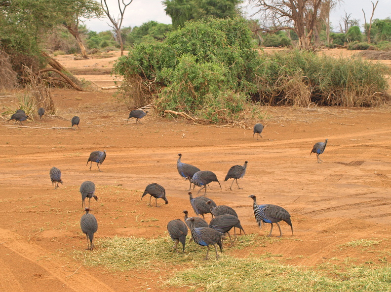 Acryllium_vulturinum_Vulturine_Guineafowl__Gribbeperlehoene_01242011_Samburu_nationalpark_Kenya_014.JPG