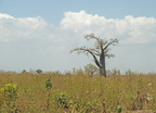 Adansonia digitata (Baobab, Abebrødtræ)
