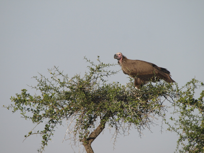 Aegypius_tracheliotus_Lappet-faced_Vulture__OEregrib_27012011_Masai_Mara_Nationalpark_Kenya_043.JPG