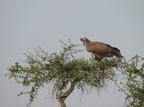 Aegypius tracheliotus (Lappet-faced Vulture, Øregrib)