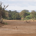Aepyceros_melampus_Impala_01232011_Samburu_nationalpark_Kenya_001.JPG
