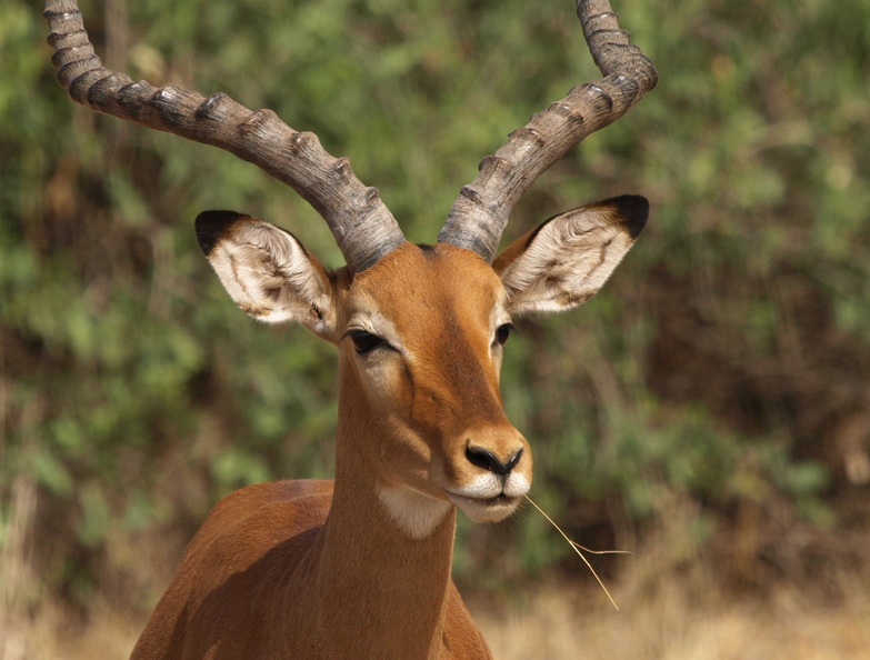 Aepyceros_melampus_Impala_01232011_Samburu_nationalpark_Kenya_011.JPG