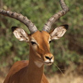 Aepyceros_melampus_Impala_01232011_Samburu_nationalpark_Kenya_011.JPG
