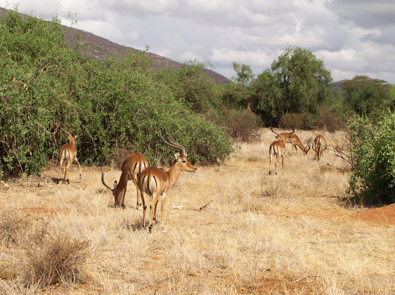 Aepyceros_melampus_Impala_01232011_Samburu_nationalpark_Kenya_015.JPG