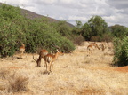 Aepyceros melampus (Impala)