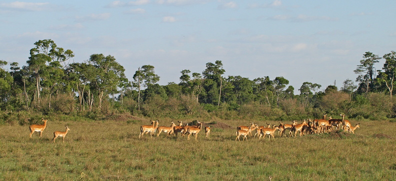 Aepyceros_melampus_Impala_28012011_Masai_Mara_Nationalpark_Kenya_567.JPG