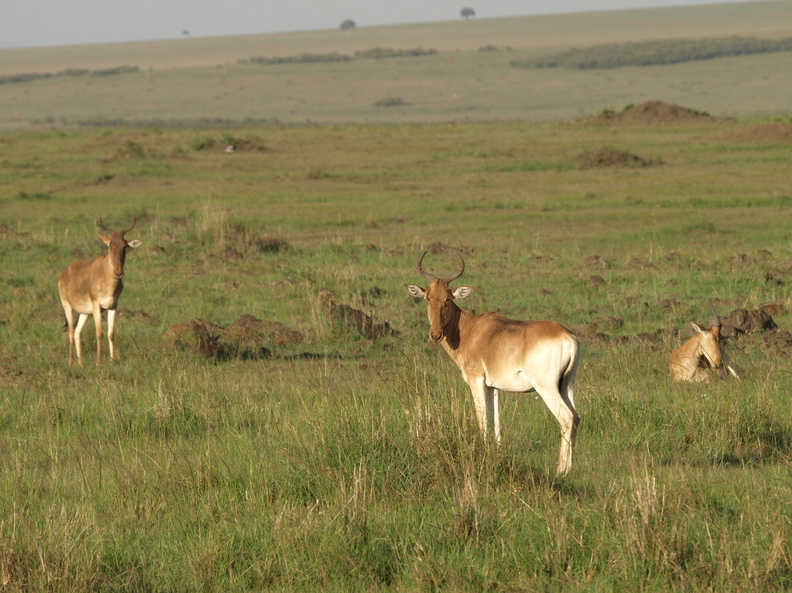 Alcelaphus_buselaphus_Kongoni__Hartebeest__Ko-antilope_27012011_Masai_Mara_Nationalpark_Kenya_173.JPG