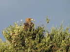 Aquila rapax (Tawny Eagle, Rovørn)