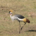 Balearica_regulorum_Grey_Crowned_Crane__Graa_Krontrane_29012011_Masai_Mara_Nationalpark_Kenya_616.JPG