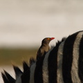Buphagus_erythrorhynchus_Red-billed_Oxpecker__Roednaebbet_Oksehakker_26012011_Lake_Nakuru_Nationalpark_Kenya_004.JPG
