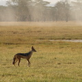 Canis_mesomelas_Black-backed_Jackal__Skaberak-Sjakal_26012011_Lake_Nakuru_Nationalpark_Kenya_004.JPG