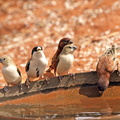 Chestnut Sparrow, African Silverbill, Black-capped Social Weaver