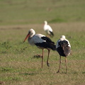 Ciconia ciconia (White Stork, Hvid Stork)