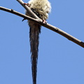 Colius_striatus_Speckled_Mousebird__Brun_Musefugl_26012011_Lake_Nakuru_Kenya_007.JPG