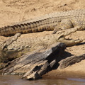 Crocodylus_niloticus_Nilkrokodille_28012011_Masai_Mara_Nationalpark_Kenya_104.JPG